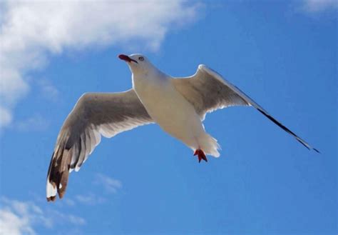 夢見鳥飛向自己|夢見鳥飛到自己身上